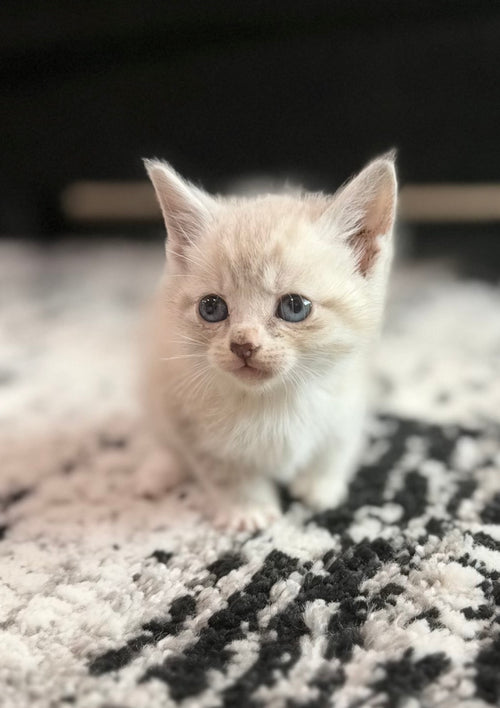 Elsa