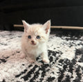 Elsa